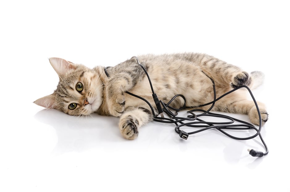 Electrical-Safety-for-Pets-Keep-Your-Furry-Friends-Safe-from-Hazards-Wilcox-Electric-Washington-DC