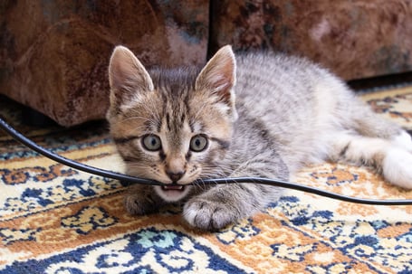 How-to-Protect Your-Pet-From-Electrical-Hazards-Wilcox-Electric-Washington-DC