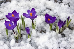 Say-Goodbye-to-Winters-Blues-Invest-in-Energy-Efficiency-This-Spring-Wilcox-Electric-DC